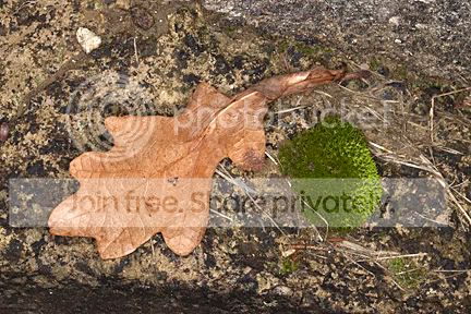 moss.jpg