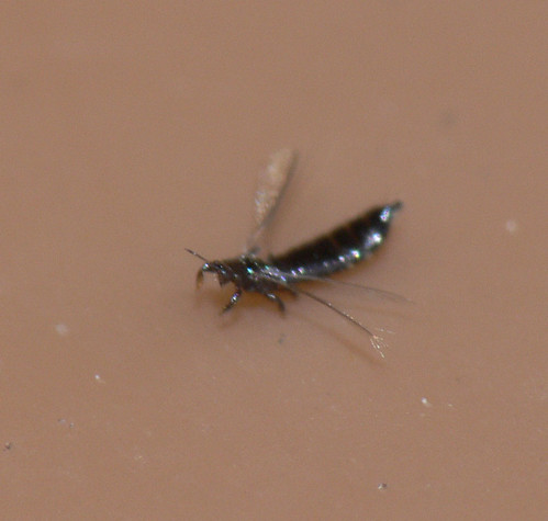2692050853_c82c0727ab.jpg
