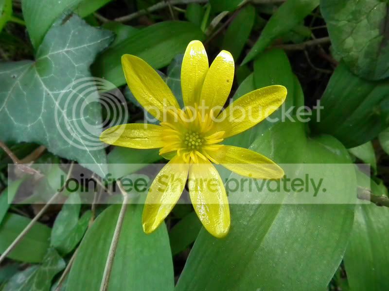 flower-1.jpg