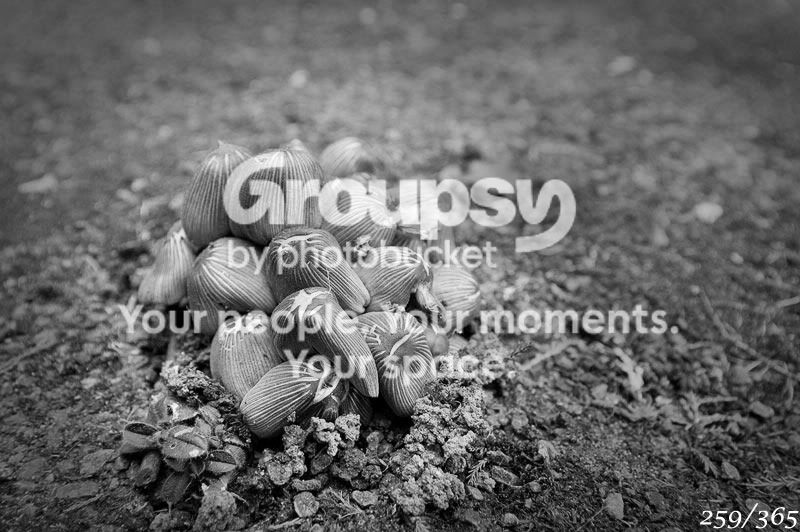 365_259.jpg