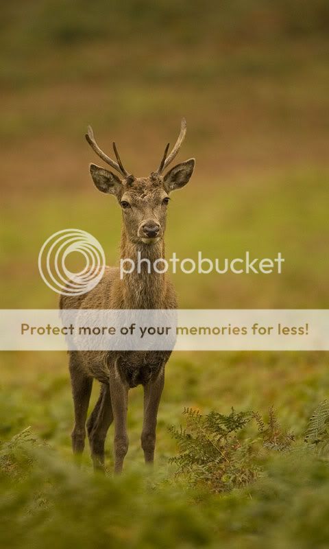 young-red-deer-stag.jpg
