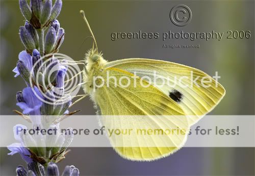 Butterfly-crop-15th-July031.jpg