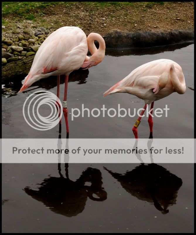 flamingoscopy.jpg
