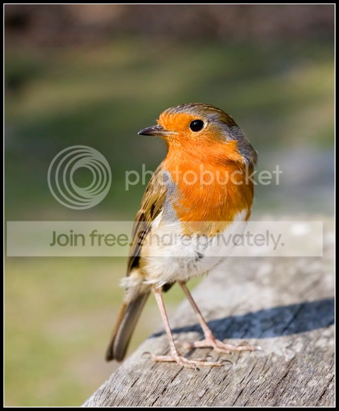 Robin02FF.jpg