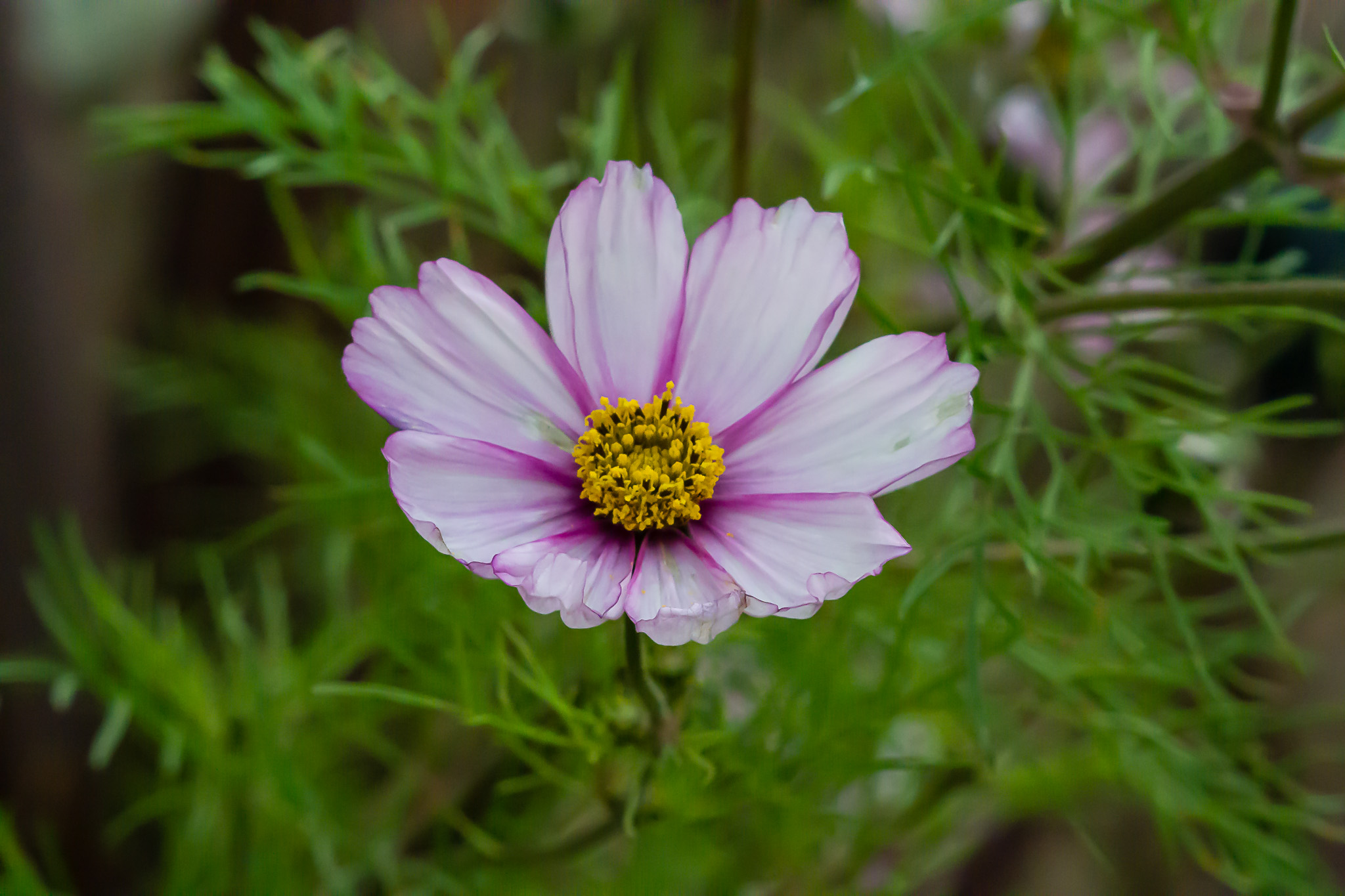 DSC_4793.jpg