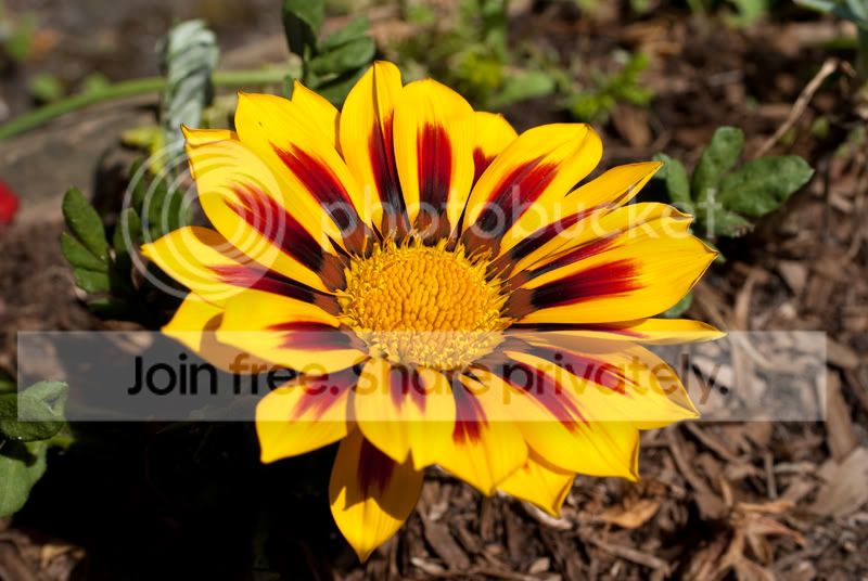 yellowflower.jpg