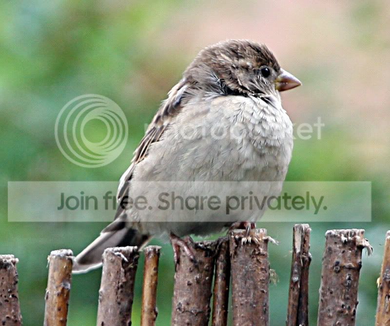 sparrow-right.jpg