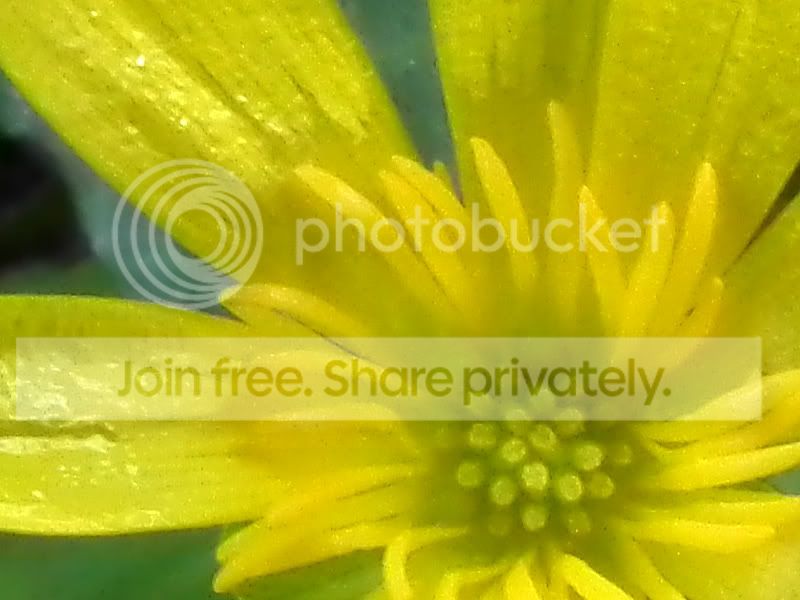flower100.jpg