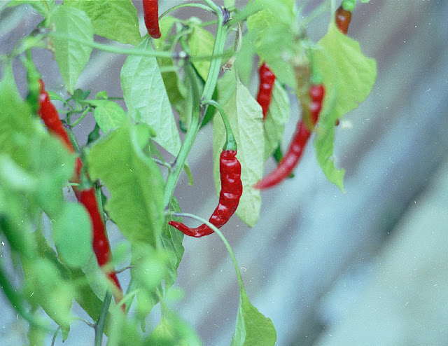 chilli%20pepper.jpg