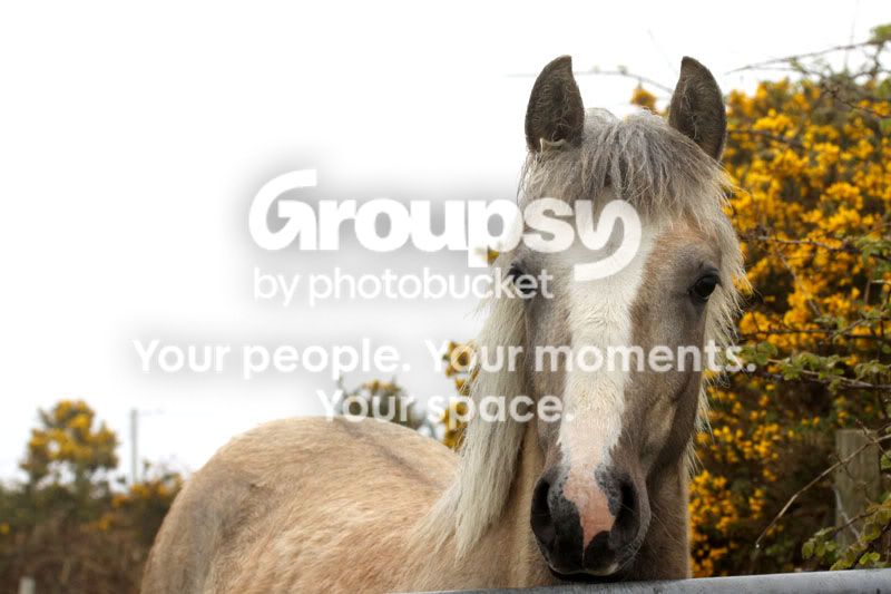 Lizsfoal.jpg