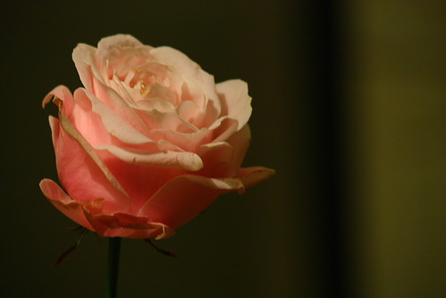 4266637498_f49fcfef00.jpg