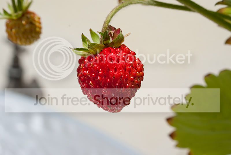 strawb.jpg
