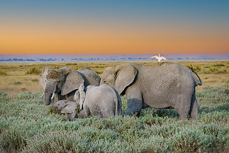TP_Elephants_PS_2.jpg
