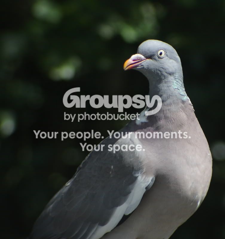 Pigeon.jpg