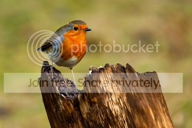 Birds_046.jpg