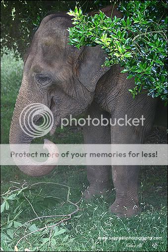 Elephant-1.jpg