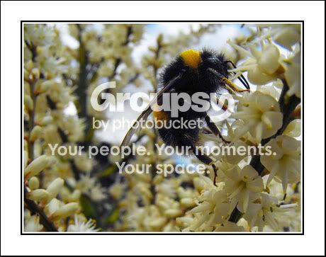 bee7V3-1.jpg