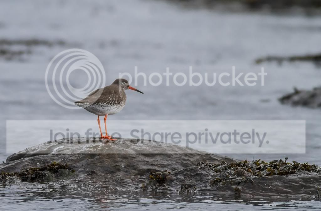 Redshanks-3_filtered_zpsed378015.jpg