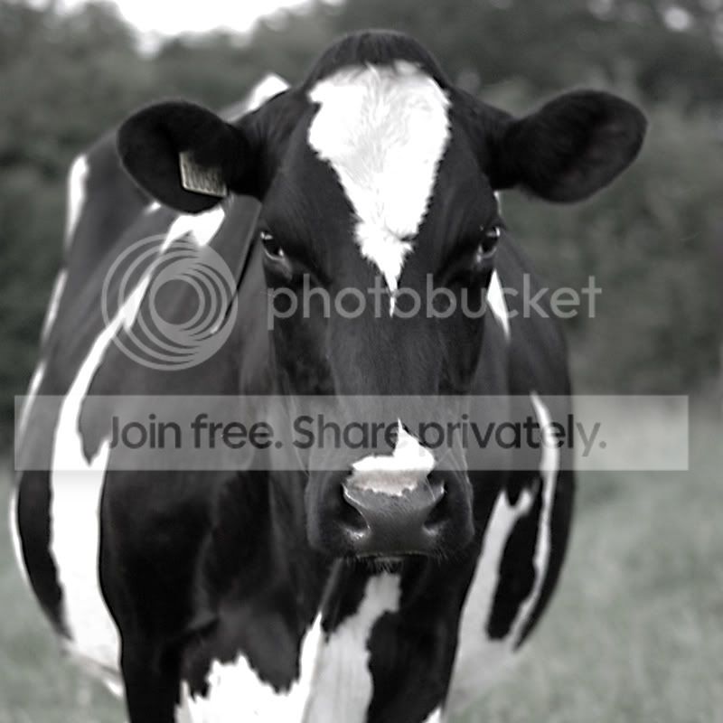 moo.jpg