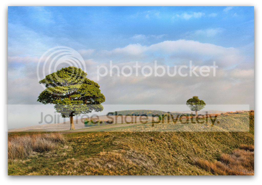 TPtwotreesmyedit.jpg
