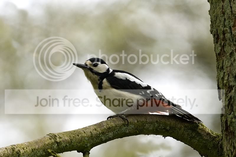 GreaterSpottedwoodpecker1.jpg