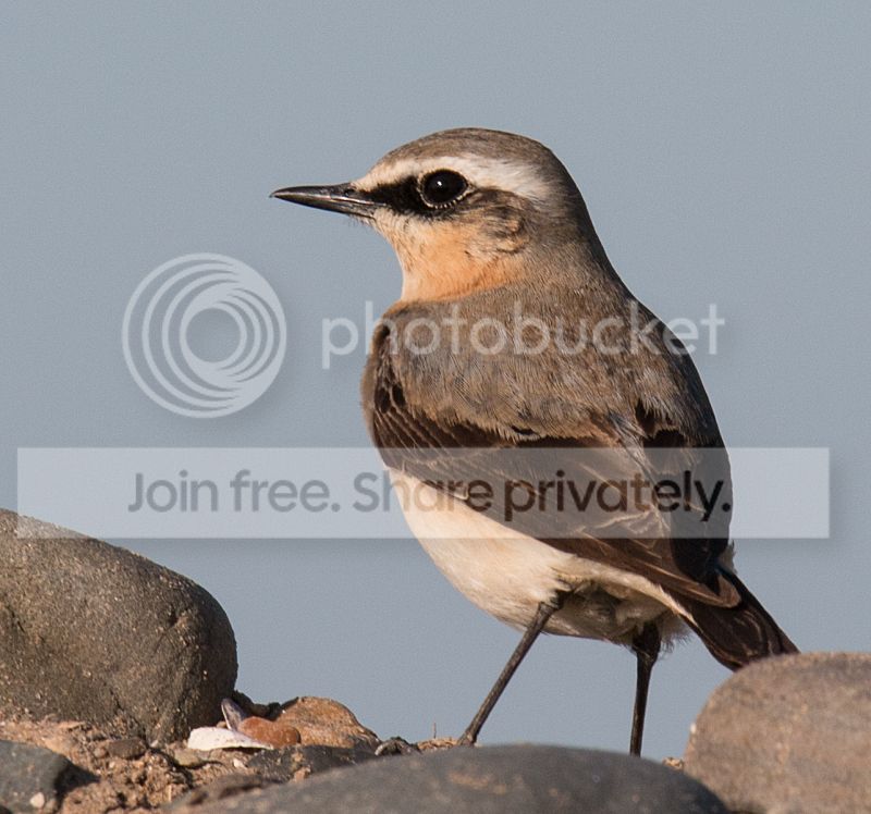 _MG_0969_wheatear.jpg