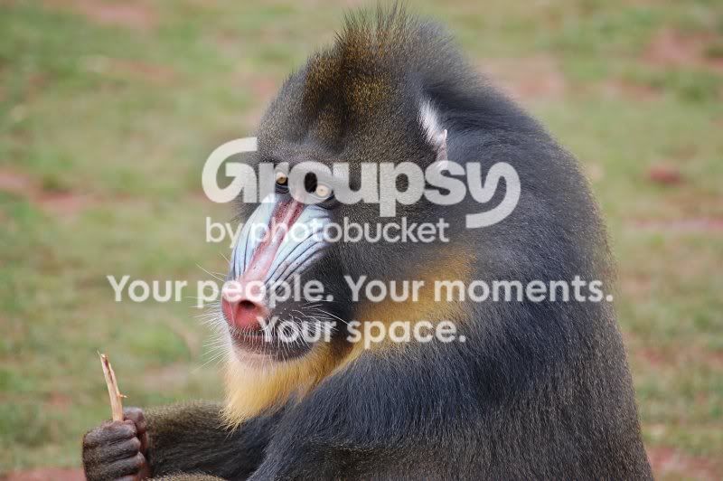 CopyofZoocat110307017.jpg
