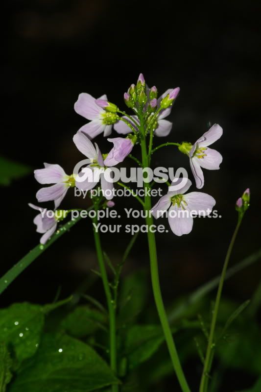 Flower.jpg