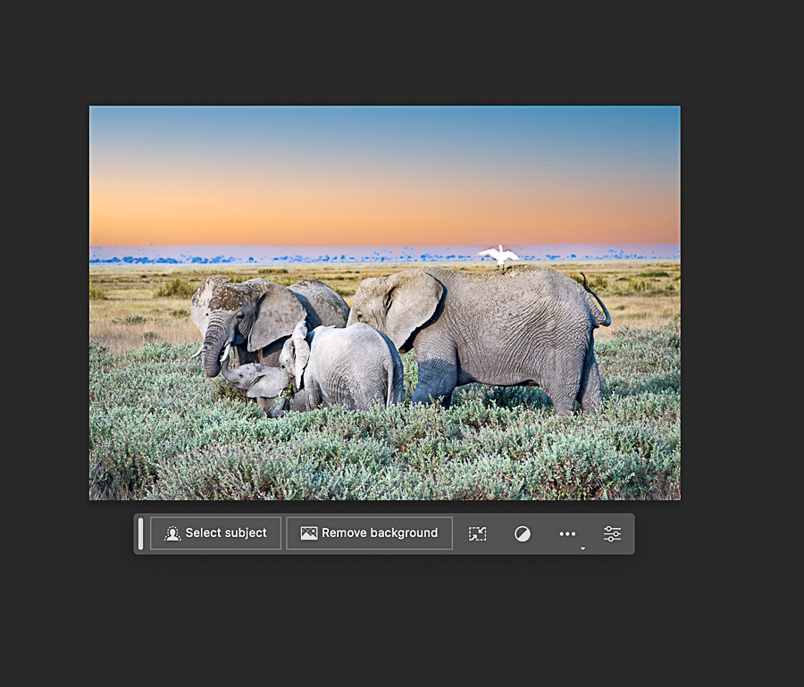 TP_elephants_PS.jpg