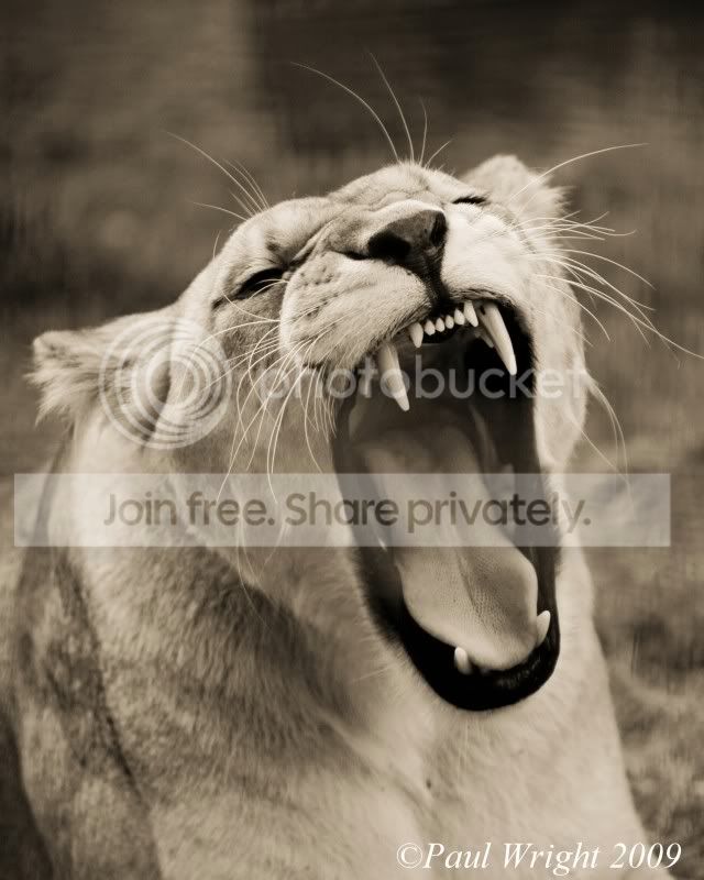 BigCat-3.jpg