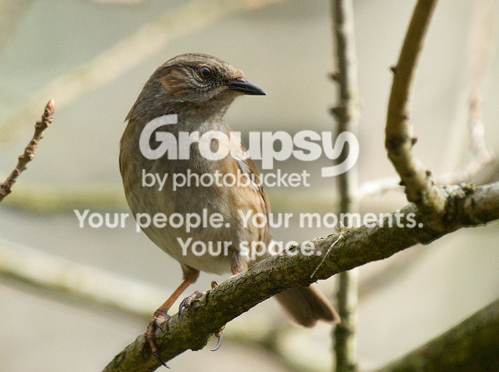 2012_03_30dunnock.jpg