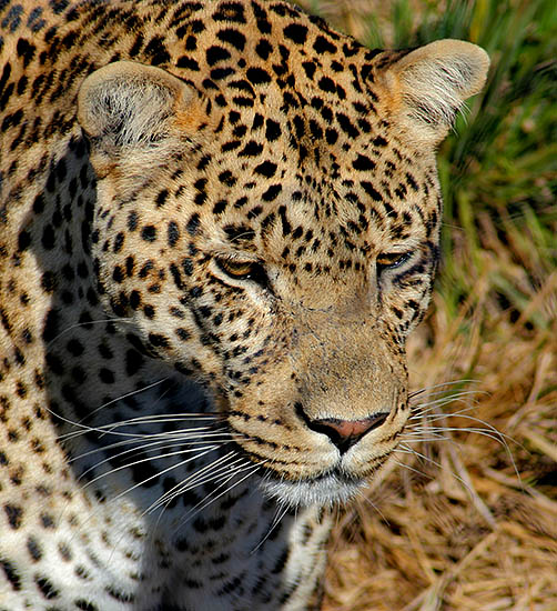 leopard_5031.jpg