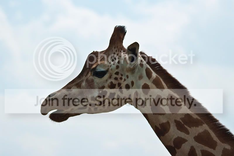 giraffe800.jpg