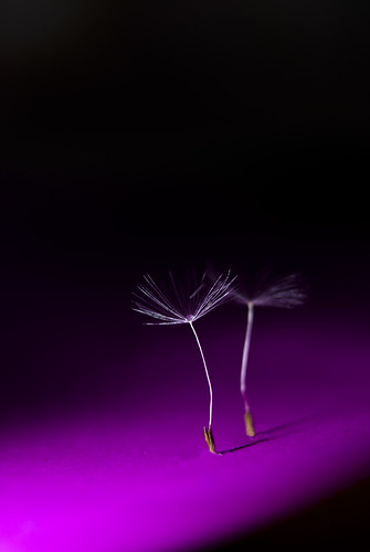 3929228318_d99e874aab.jpg