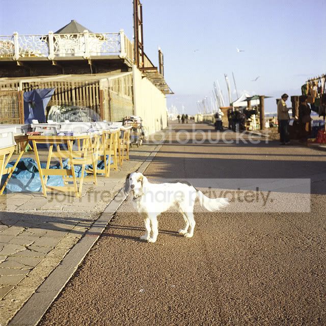 Brighton10-DogBeachsmall.jpg