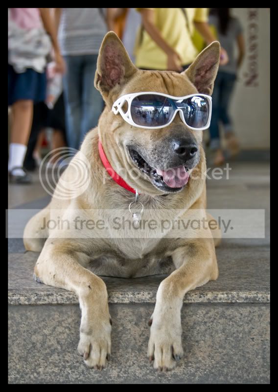 Dog-1.jpg