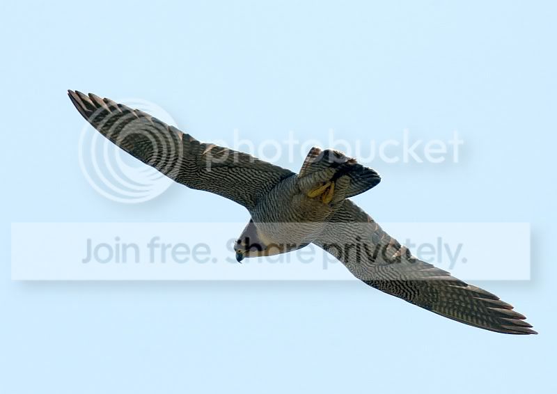 Peregrine3.jpg