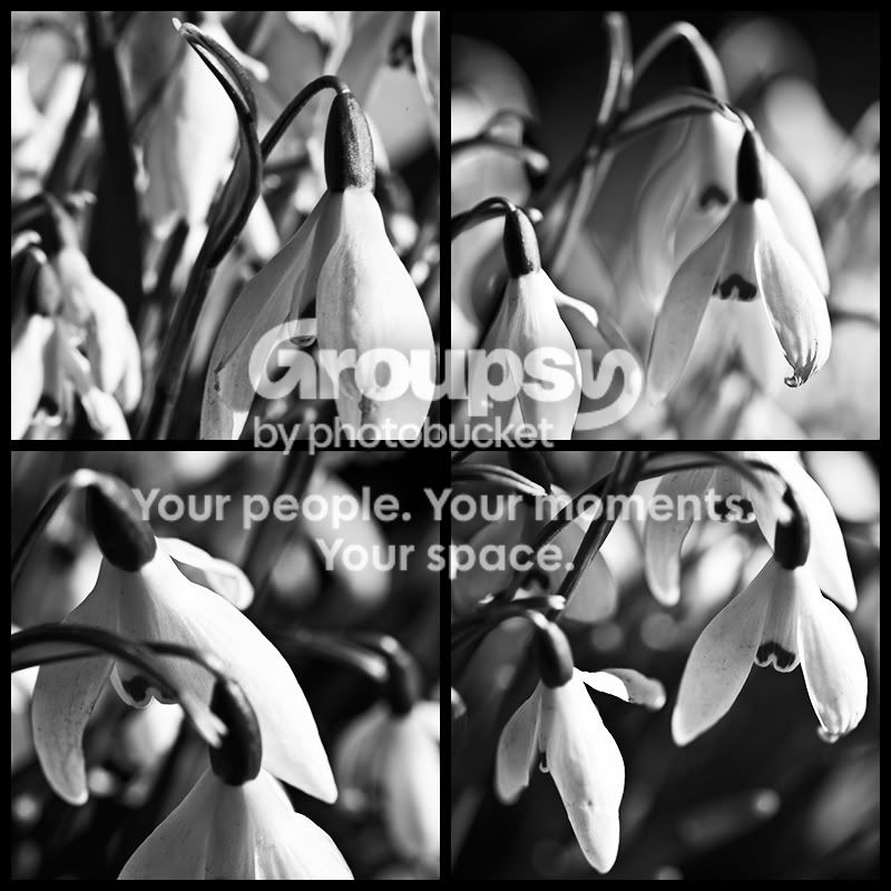 quadsnowdrops.jpg