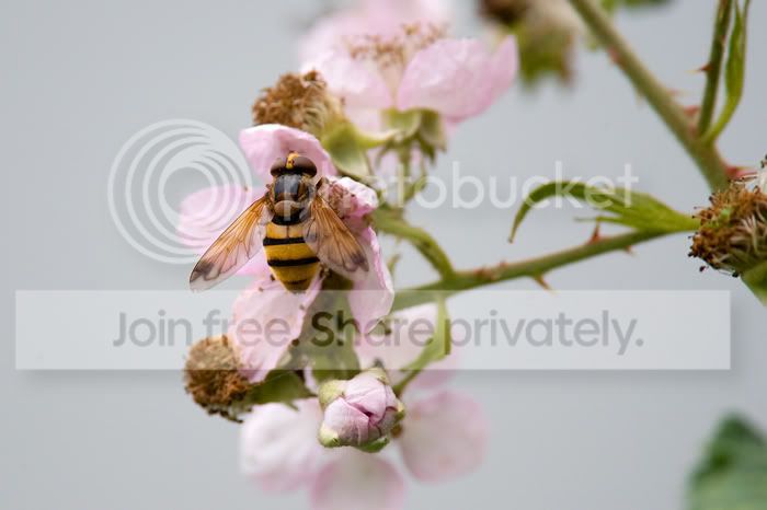 wasp.jpg
