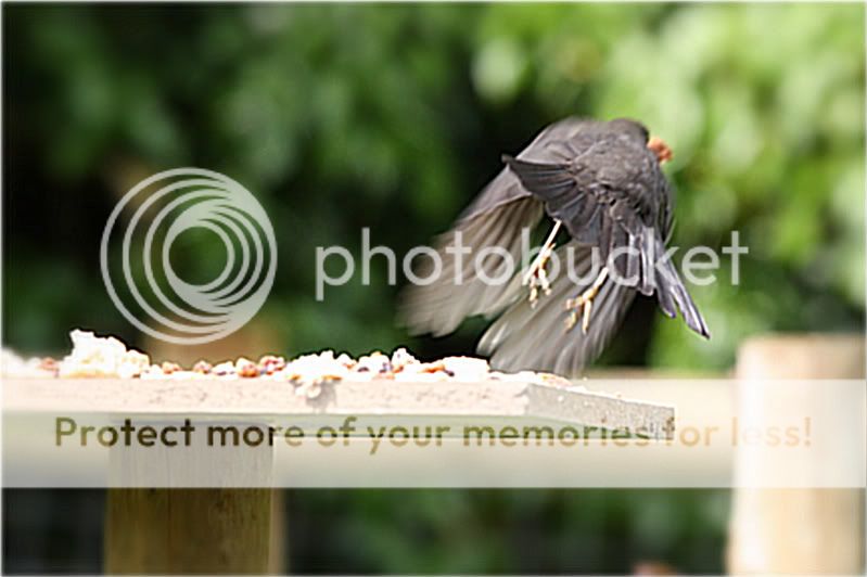 Blackbirds016-1.jpg