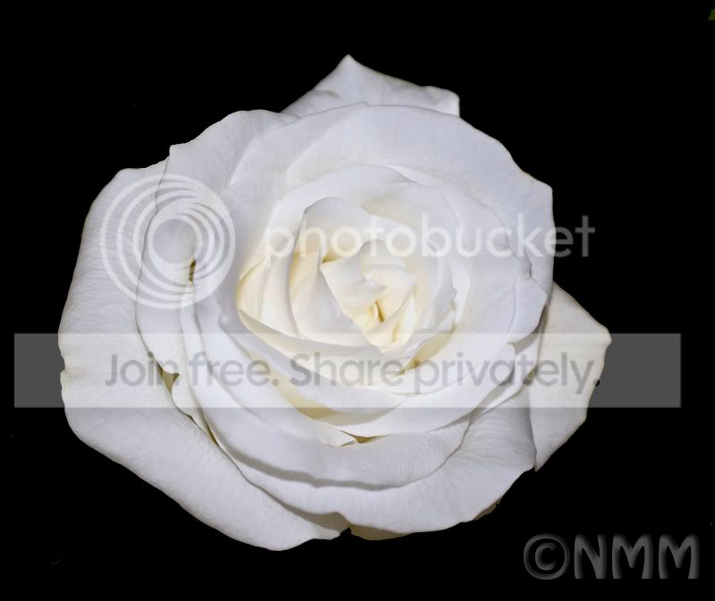 whiterose.jpg
