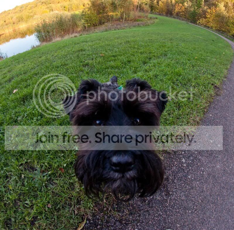 Schnauzer.jpg