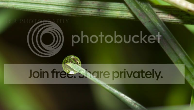 1037593106_grassdrop.jpg