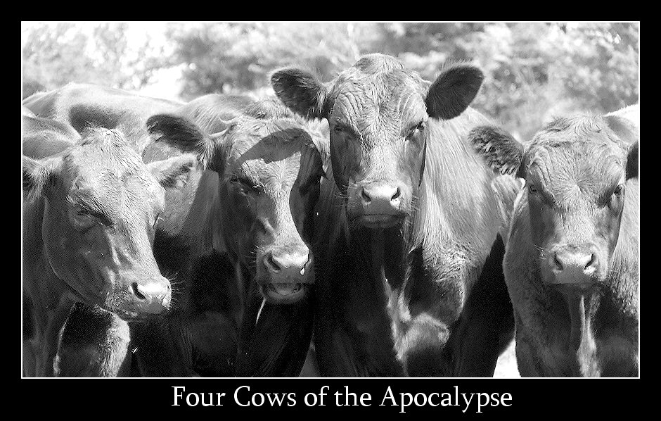 Four+cows+1.jpg