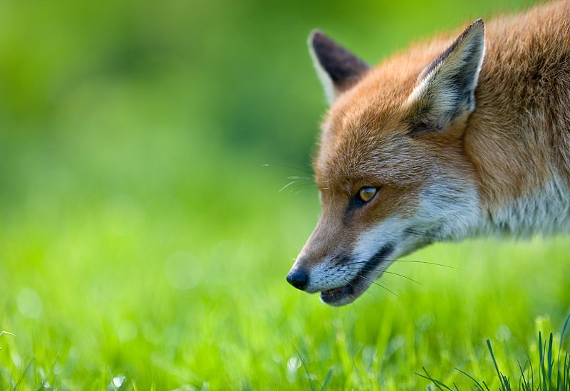 4545753646_a8b3287a58_o.jpg