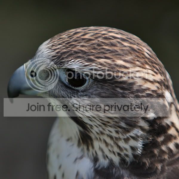 saker_1745.jpg