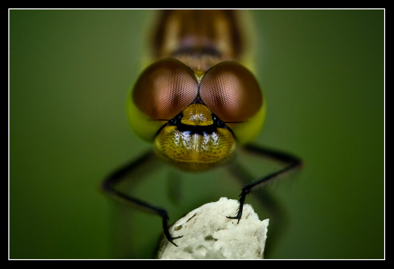 We_see_eye_to_eye_by_MessiahKhan.jpg