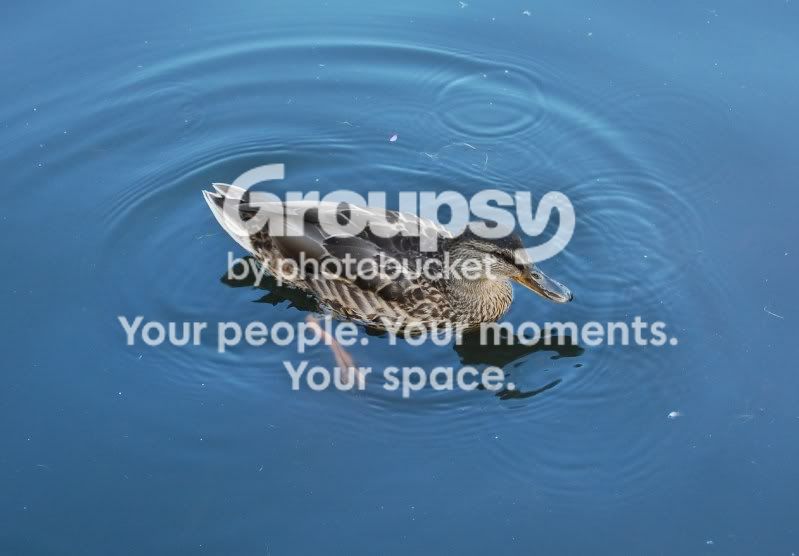 365127.jpg