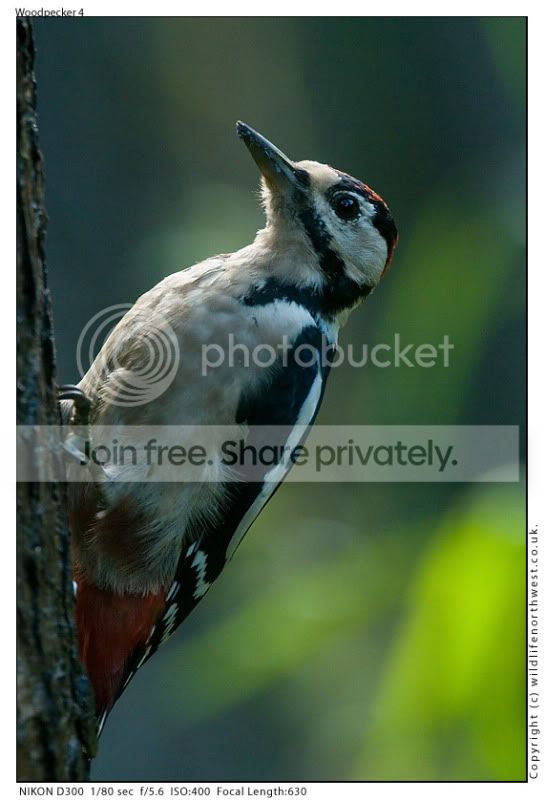 Woodpecker4.jpg