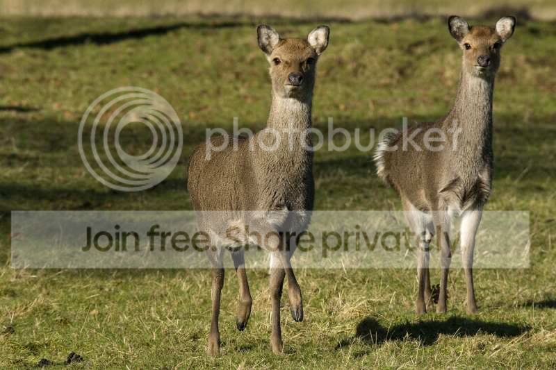 Hinds2.jpg